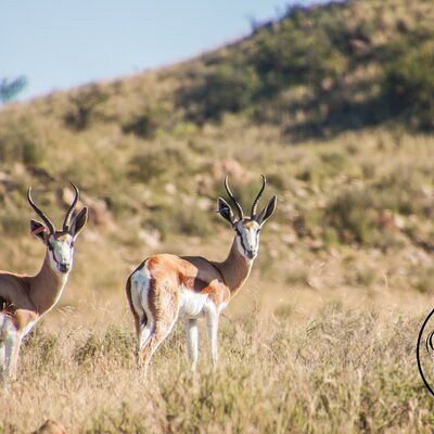 Springbuck 3